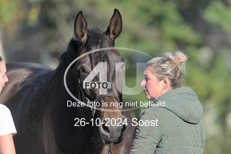 241026 0981