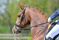 19-04-2025 de Mortel
